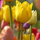 Tulips *4*