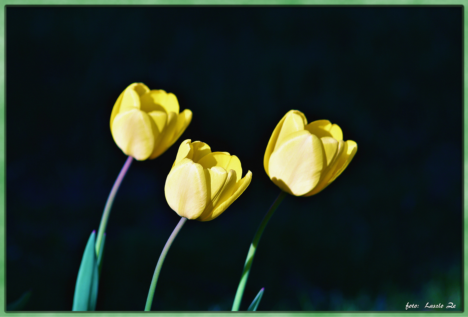 Tulips