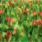 Tulips (5)