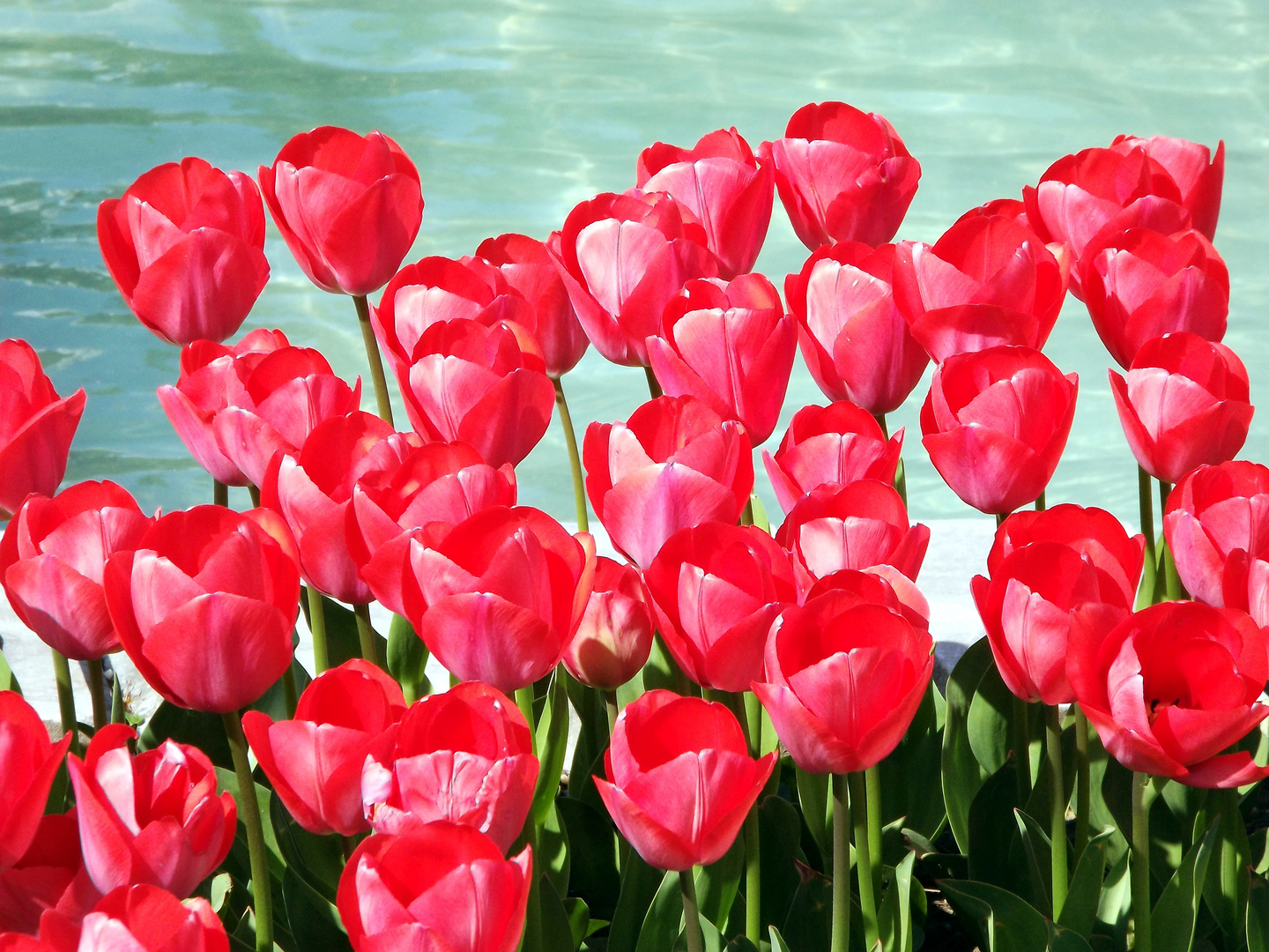 Tulips