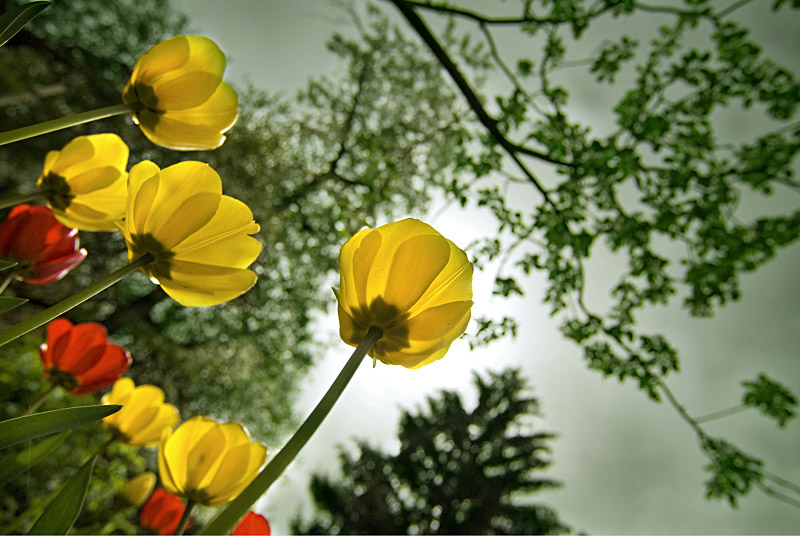 Tulips