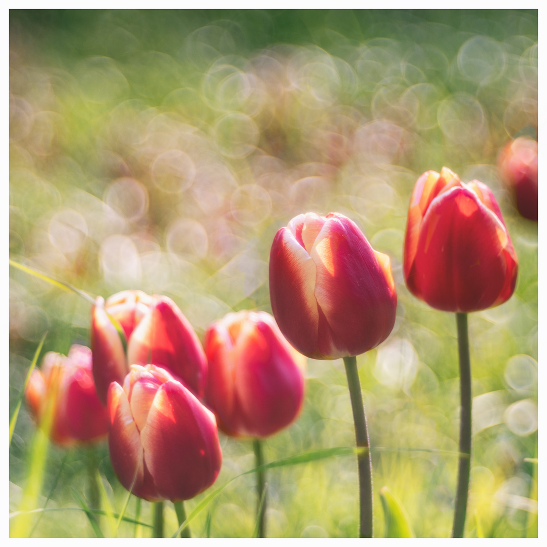 *** tulips ***