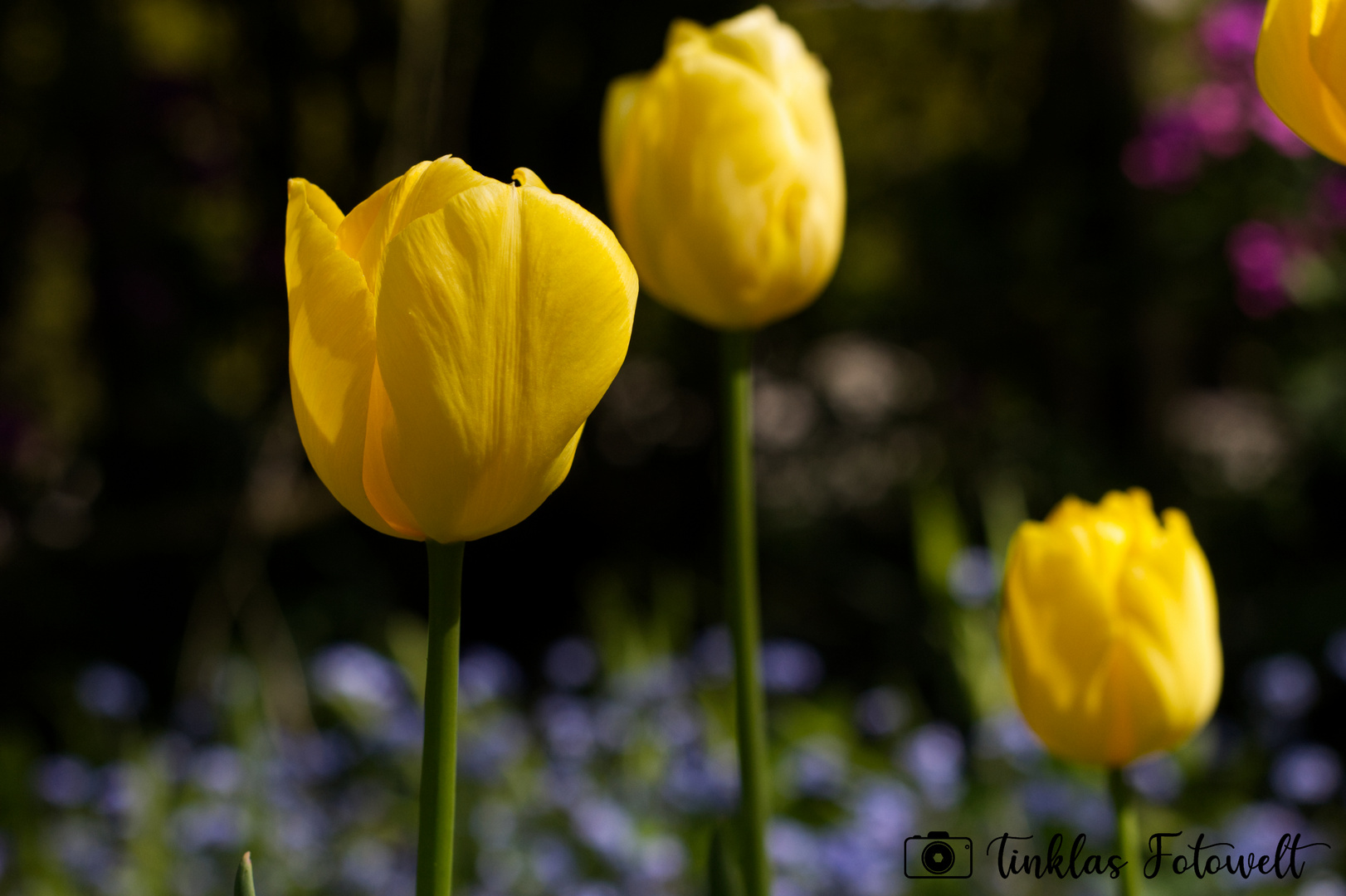 Tulips