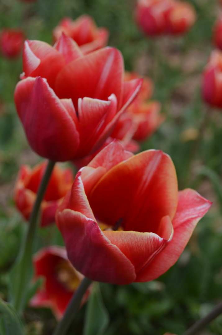 Tulips