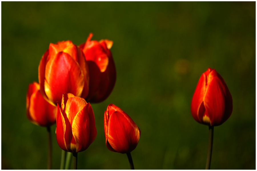 Tulips