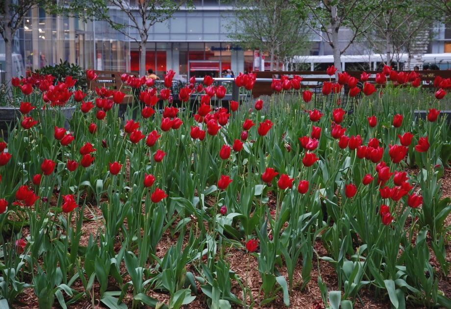 Tulips