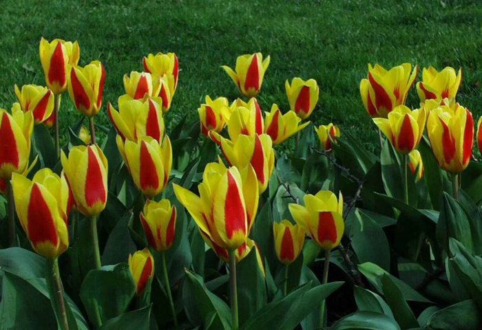 Tulips