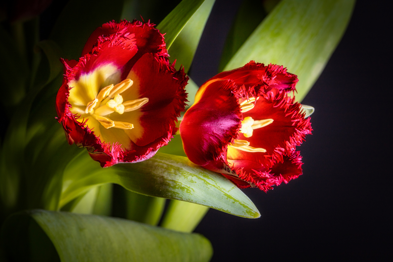 tulips