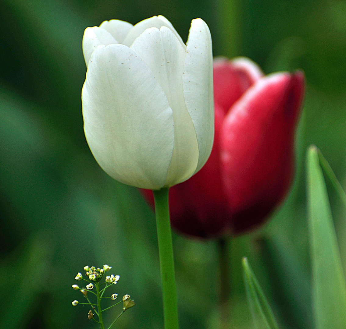 Tulips