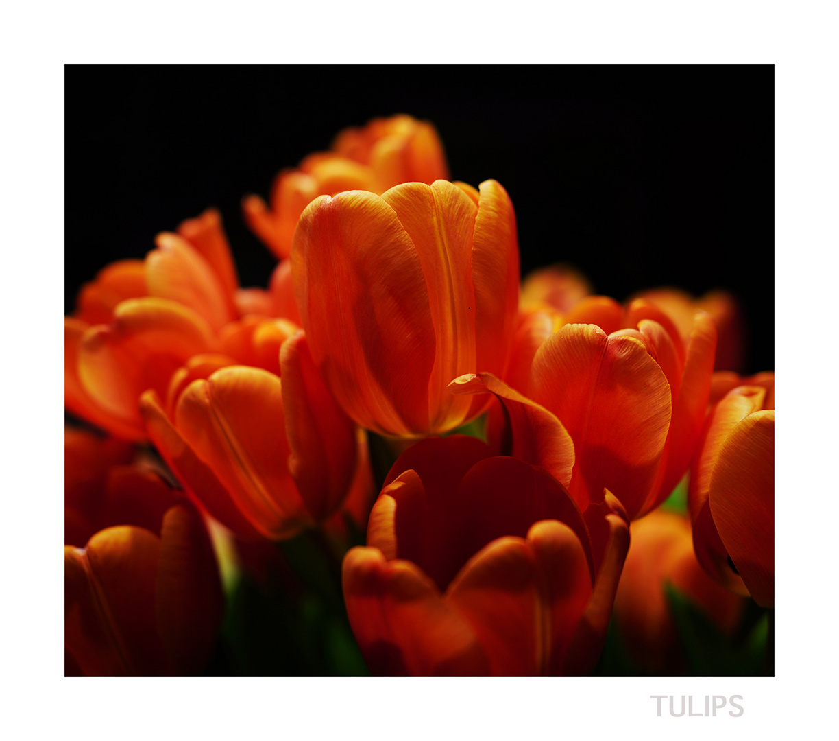 TULIPS