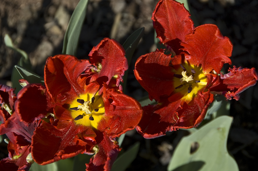 tulips