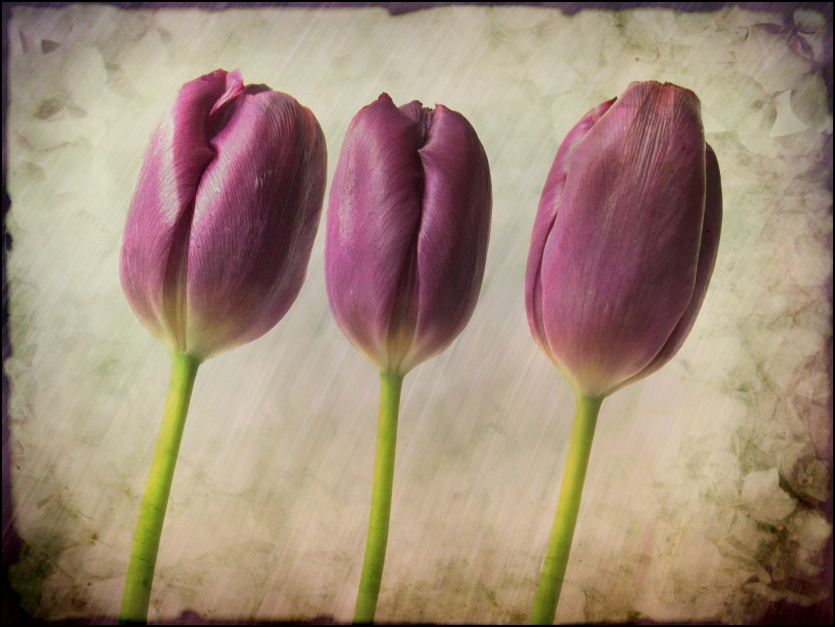 tulips...