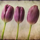 tulips...