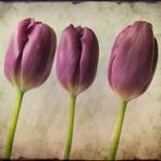 tulips...