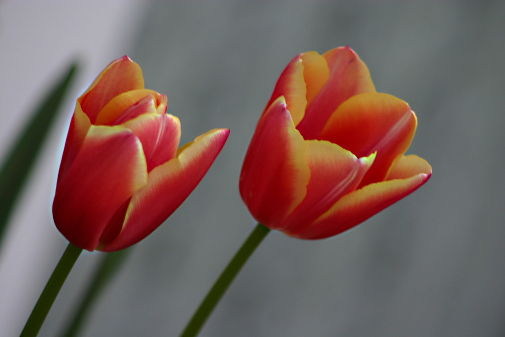 tulips against glass