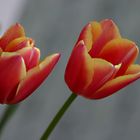 tulips against glass