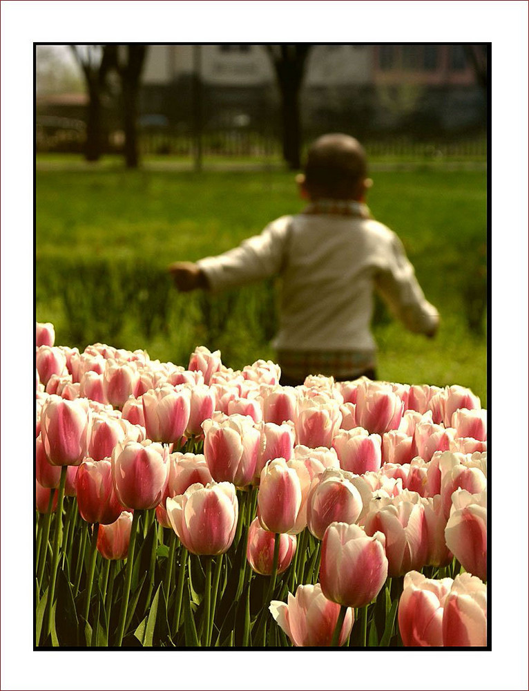 Tulips and Boy