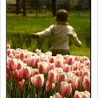 Tulips and Boy