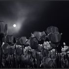 tulips at night