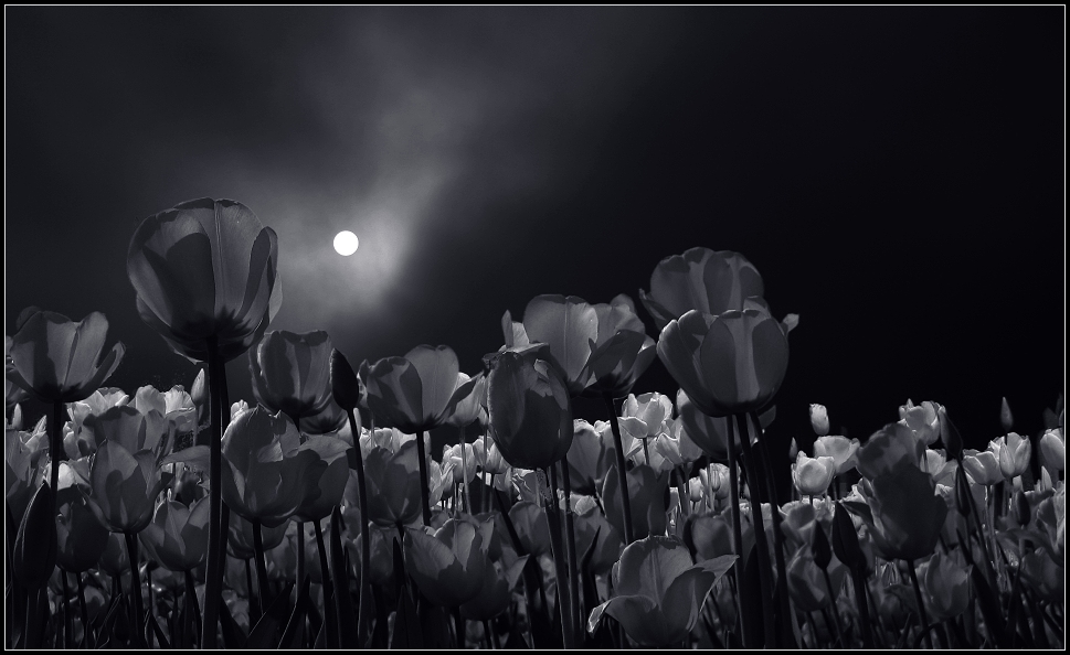 tulips at night