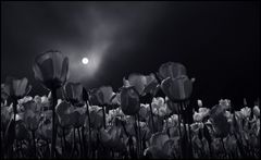 tulips at night...