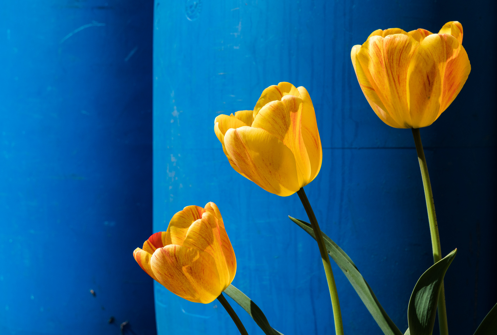 Tulips at the bar