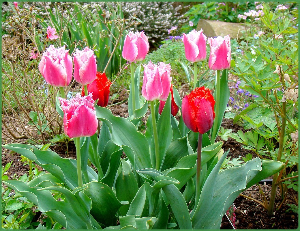 Tulips aus dem Garten