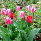 Tulips aus dem Garten