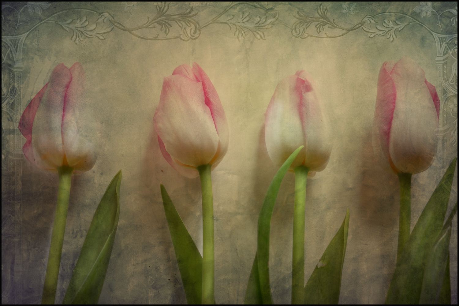 tulips...