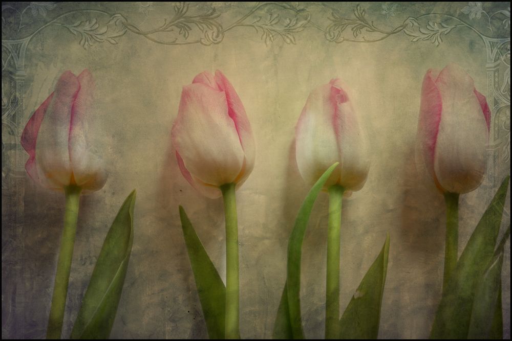 tulips...