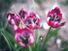 tulips