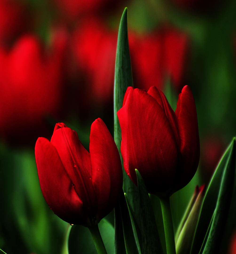 Tulips