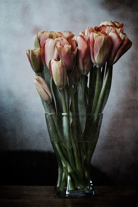 tulips von Claudia Jenniges 
