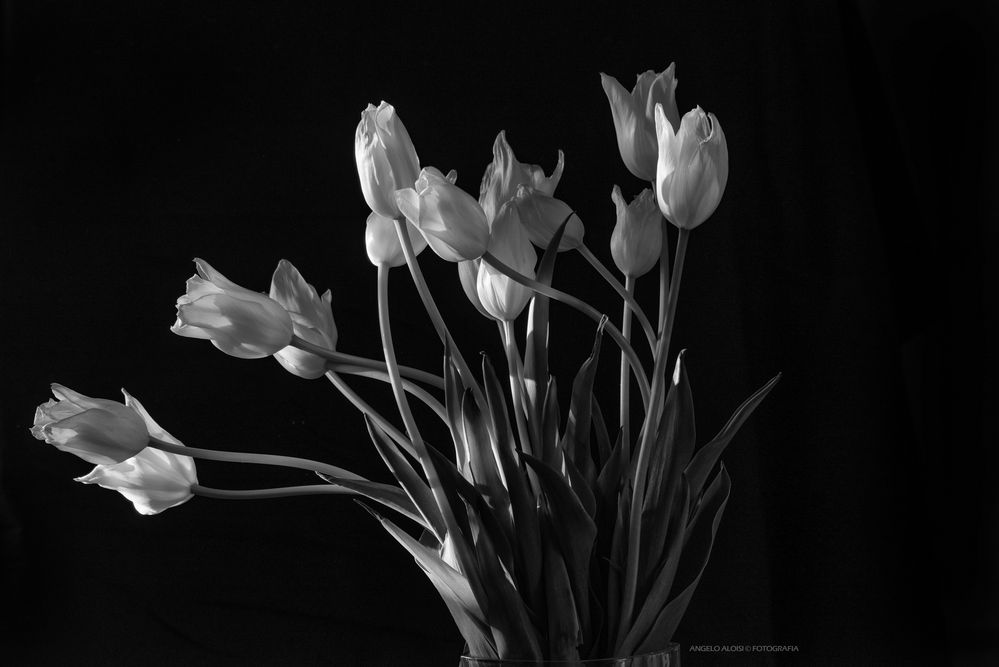 Tulips