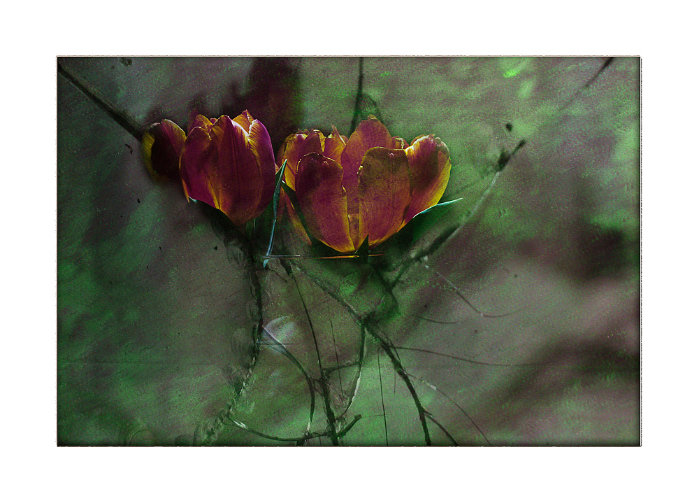 Tulips behind broken glass