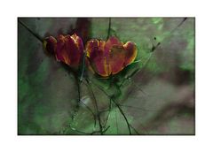 Tulips behind broken glass