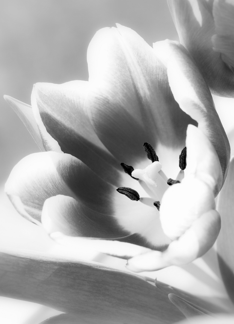 Tulip's B/W Glory