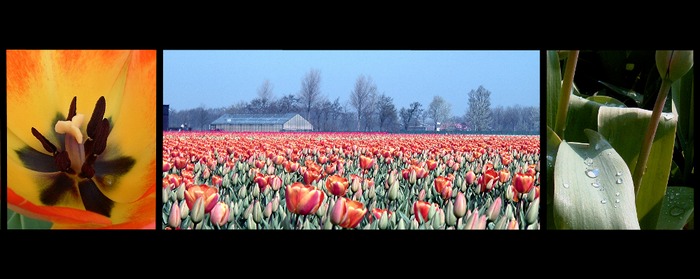 Tulips