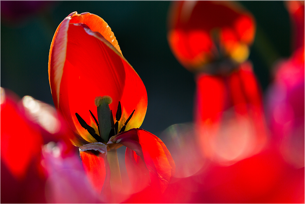 Tulips