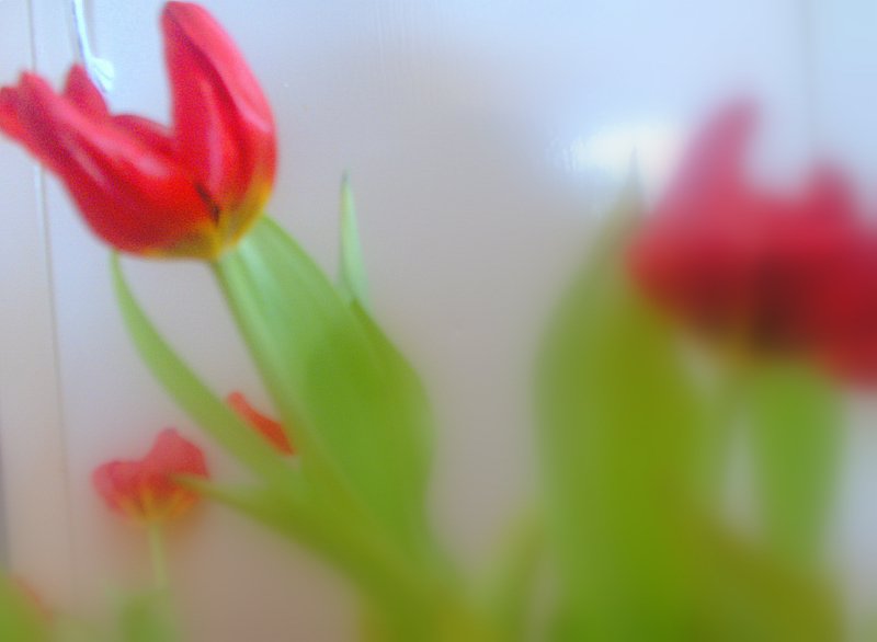 Tulips :)