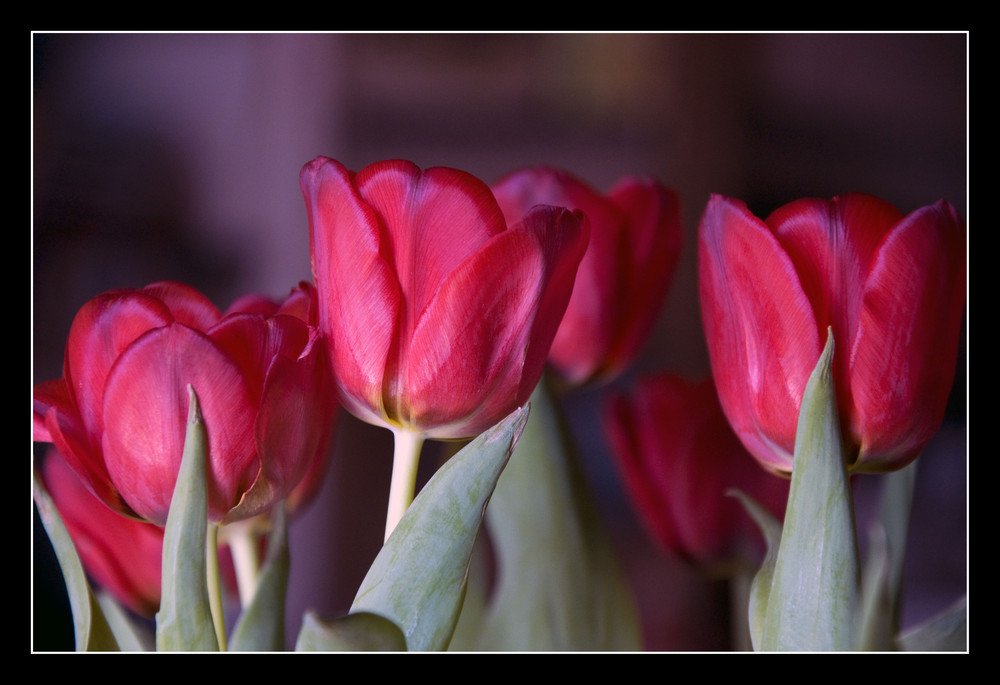 Tulips