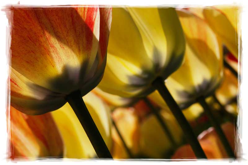 Tulips