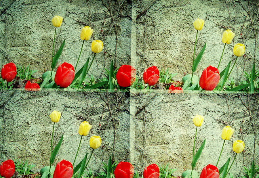 tulips