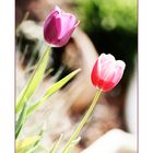 ~TULIPS~