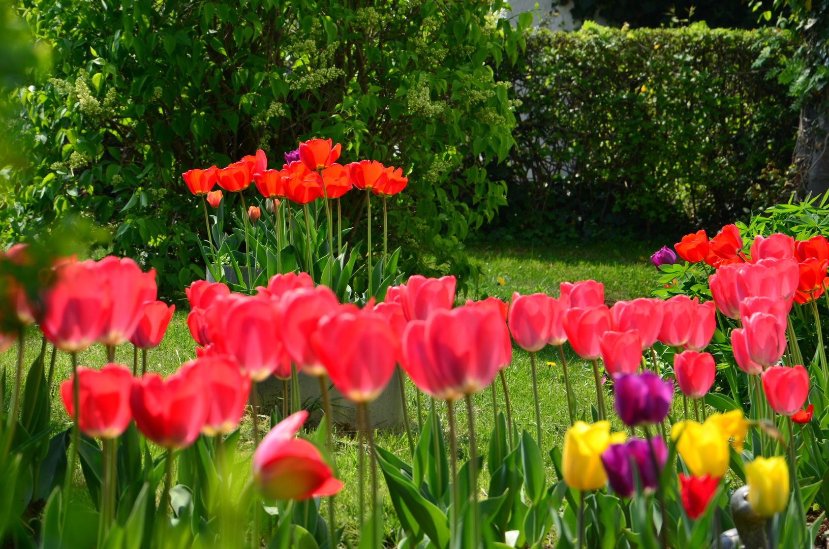 Tulips