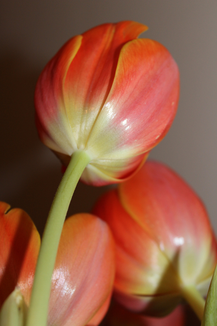 tulips ;-)