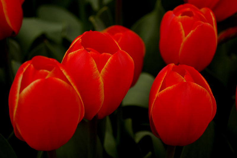 Tulips