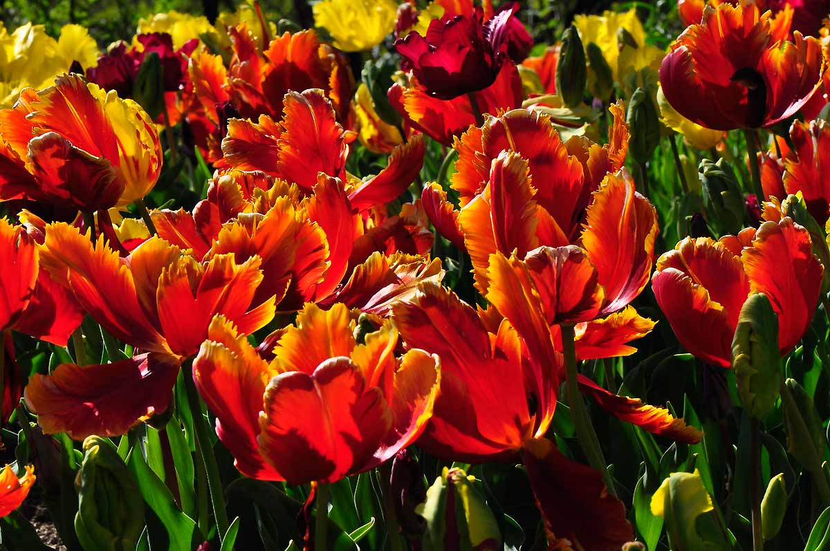 Tulips