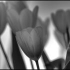 [tulips]
