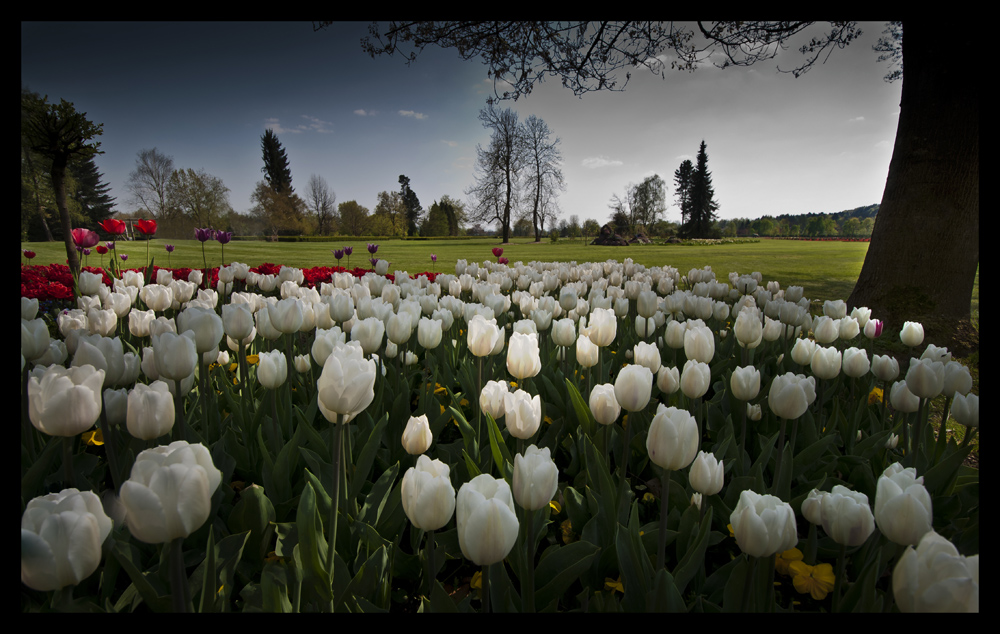 tulips